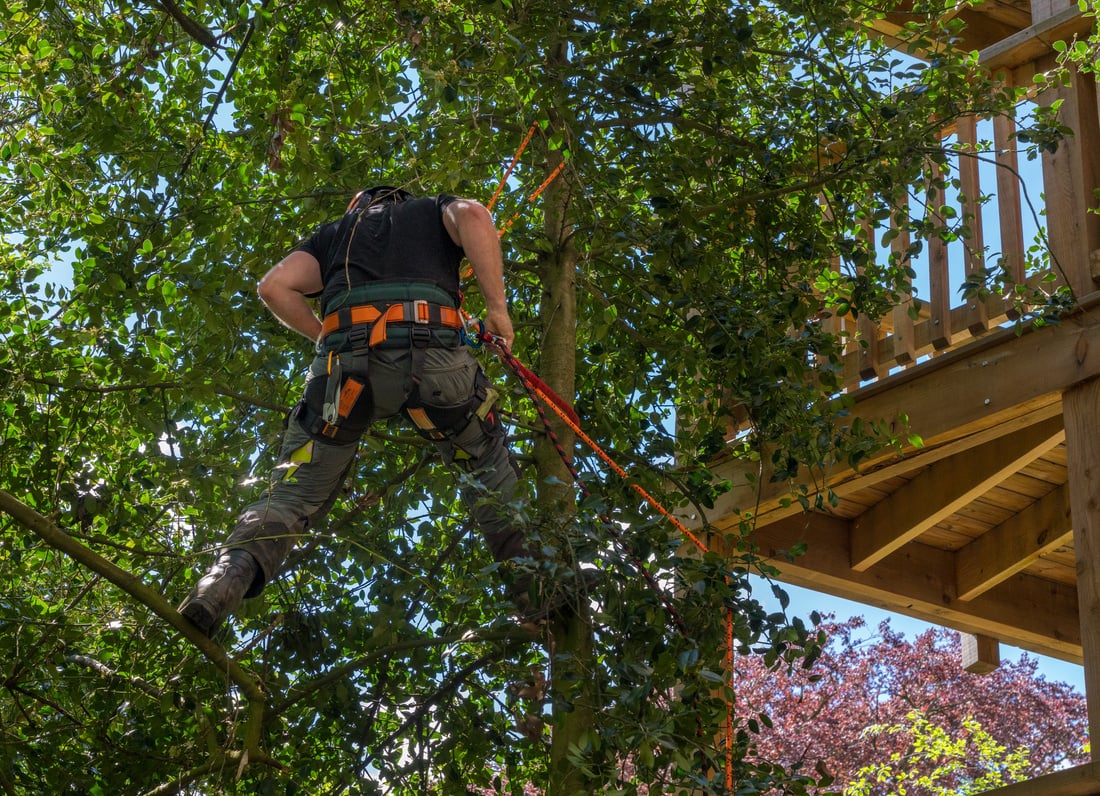 Tree Surgeon or Arborist Climbing Tree to Prune Branches